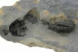 Triple Spiny Walliserops Trilobite Specimen - Timrzit, Morocco #241561-2